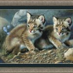 Bobcat Kittens