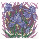 Spring Iris