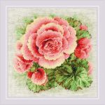Begonia